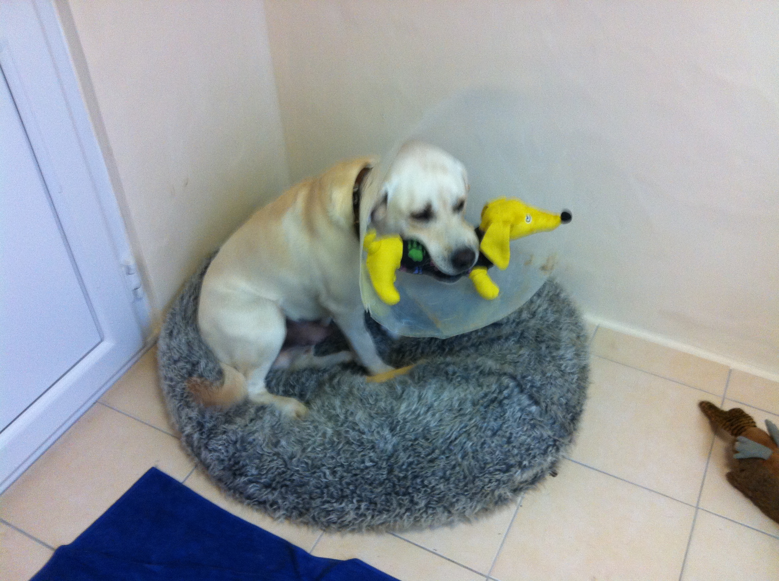 Gallery Lodge Gate Kennels